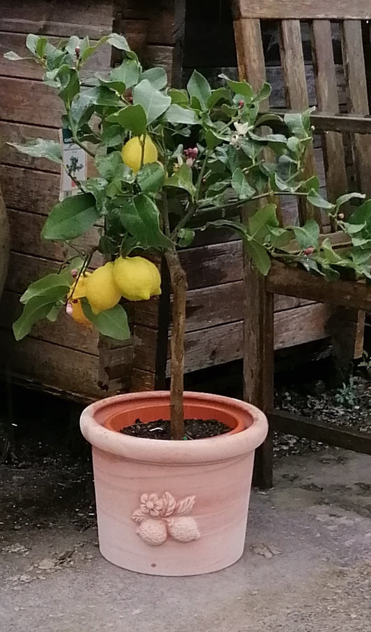 NEU !!  Hochwertiger italienischer Blumentopf ø ca. 29 cm mit einem Zitronenzweig aus Terracotta, Pflanztopf