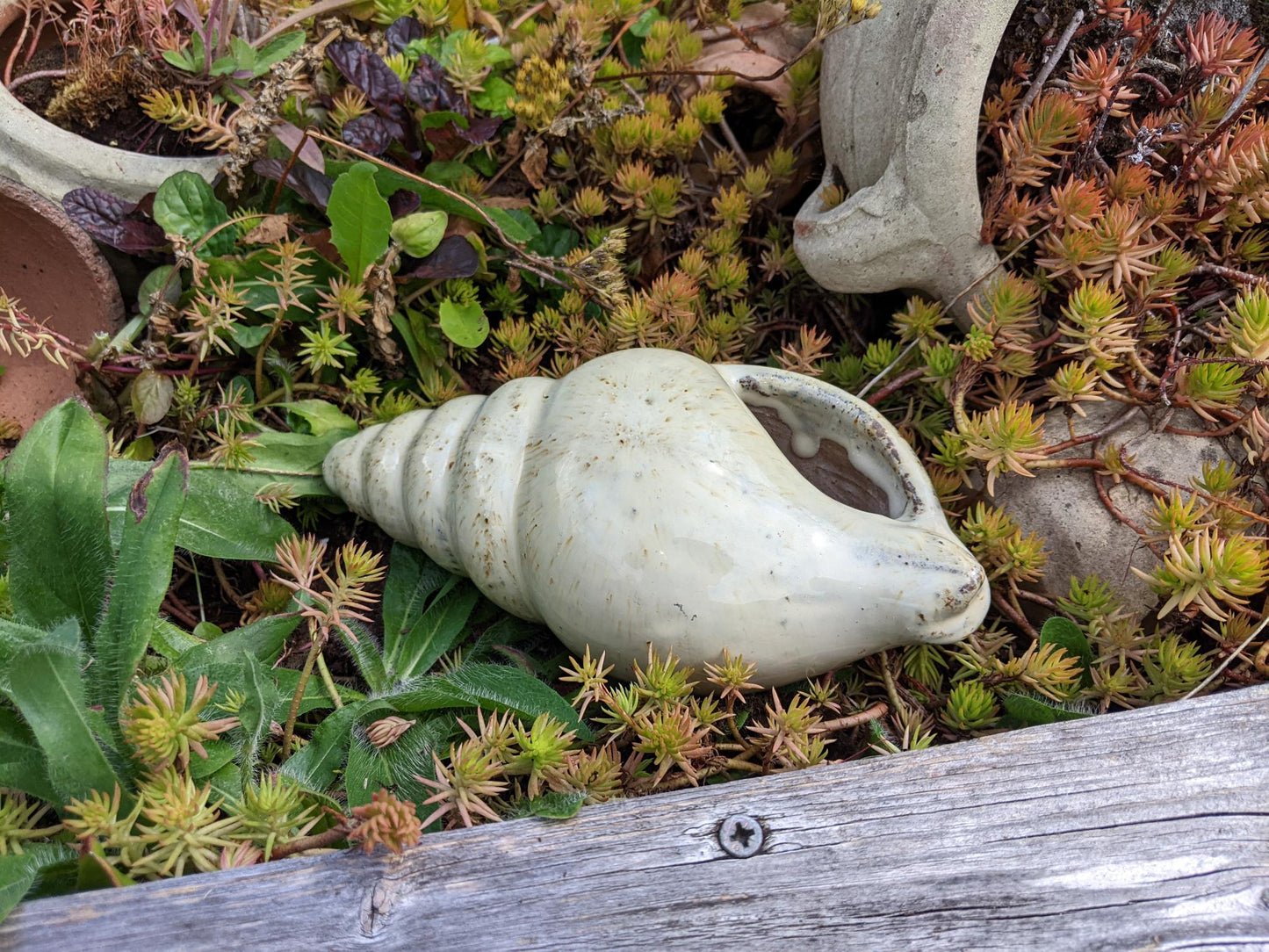 Neu ! Muschel ca. 23 cm lang aus winterfesten Steinzeug aus beige glasierten Steinzeug Meerestier Aquarium Wasser Teich Deko Schnecke