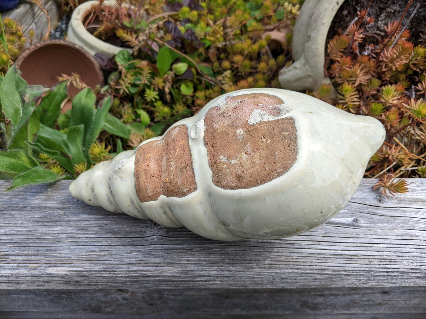 Neu ! Muschel ca. 23 cm lang aus winterfesten Steinzeug aus beige glasierten Steinzeug Meerestier Aquarium Wasser Teich Deko Schnecke