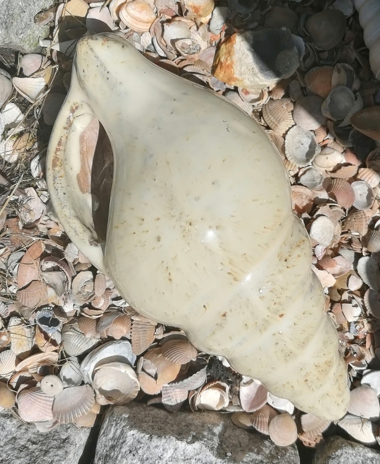 Neu ! Muschel ca. 23 cm lang aus winterfesten Steinzeug aus beige glasierten Steinzeug Meerestier Aquarium Wasser Teich Deko Schnecke