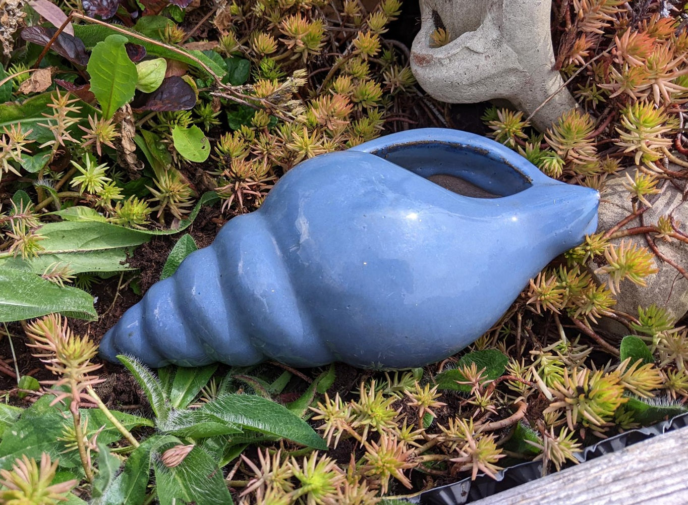 Neu ! Muschel ca. 23 cm lang aus winterfesten Steinzeug aus blaugrau glasierten Steinzeug Meerestier Aquarium Wasser Teich Deko Schnecke