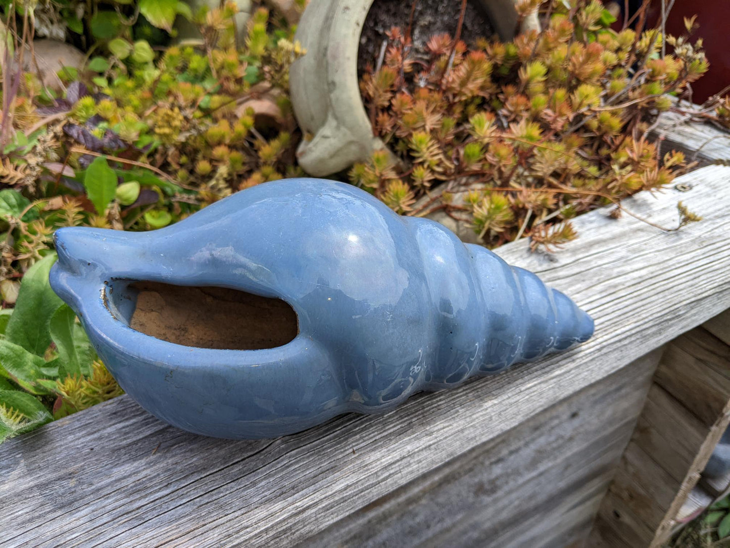 Neu ! Muschel ca. 23 cm lang aus winterfesten Steinzeug aus blaugrau glasierten Steinzeug Meerestier Aquarium Wasser Teich Deko Schnecke