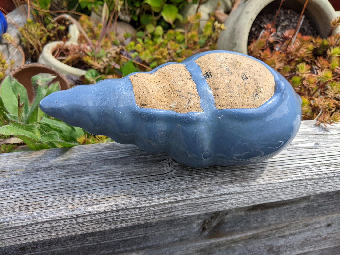 Neu ! Muschel ca. 23 cm lang aus winterfesten Steinzeug aus blaugrau glasierten Steinzeug Meerestier Aquarium Wasser Teich Deko Schnecke