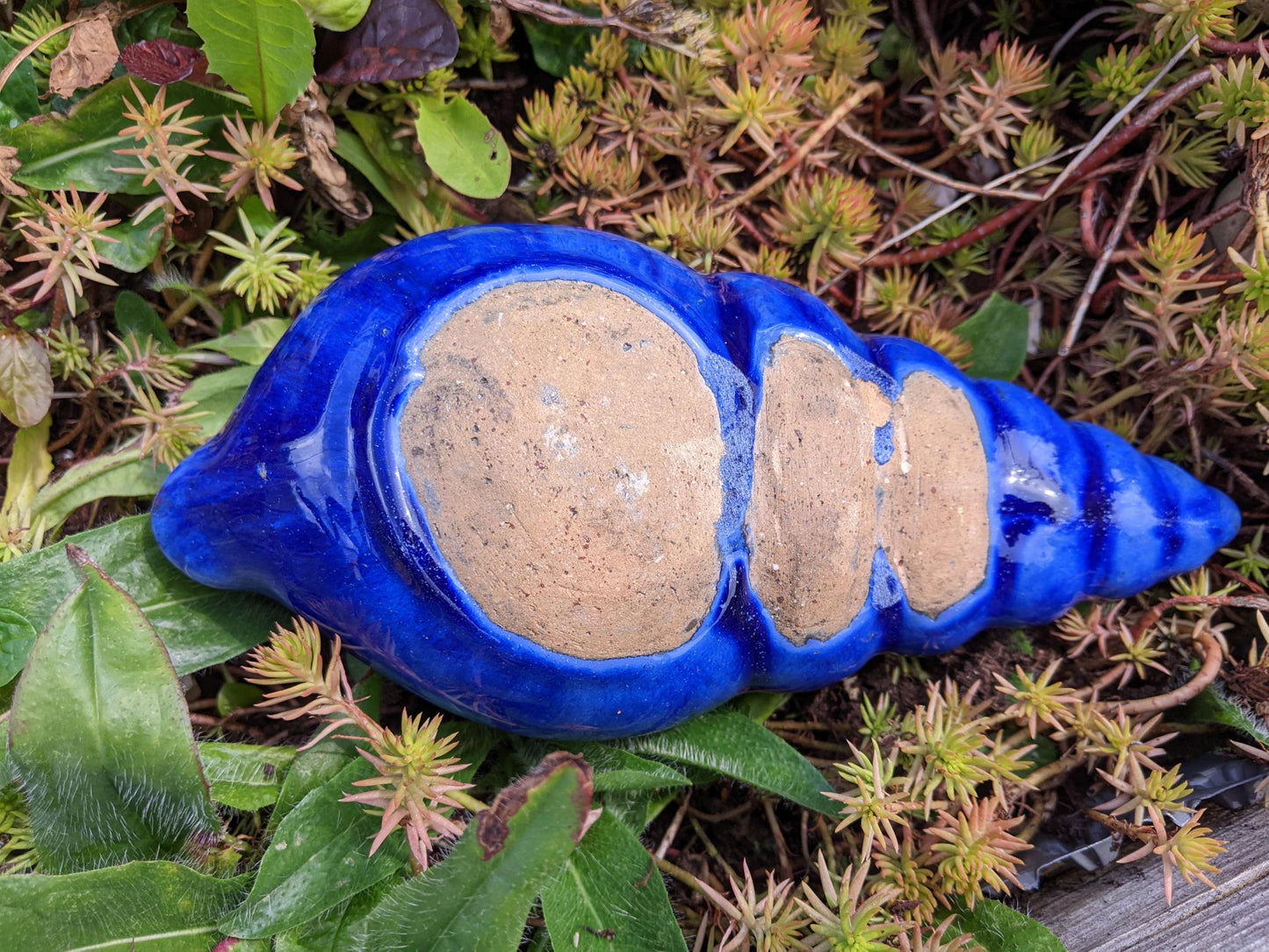 Neu ! Muschel ca. 23 cm lang aus winterfesten Steinzeug aus blau glasierten Steinzeug Meerestier Aquarium Wasser Teich Deko Schnecke