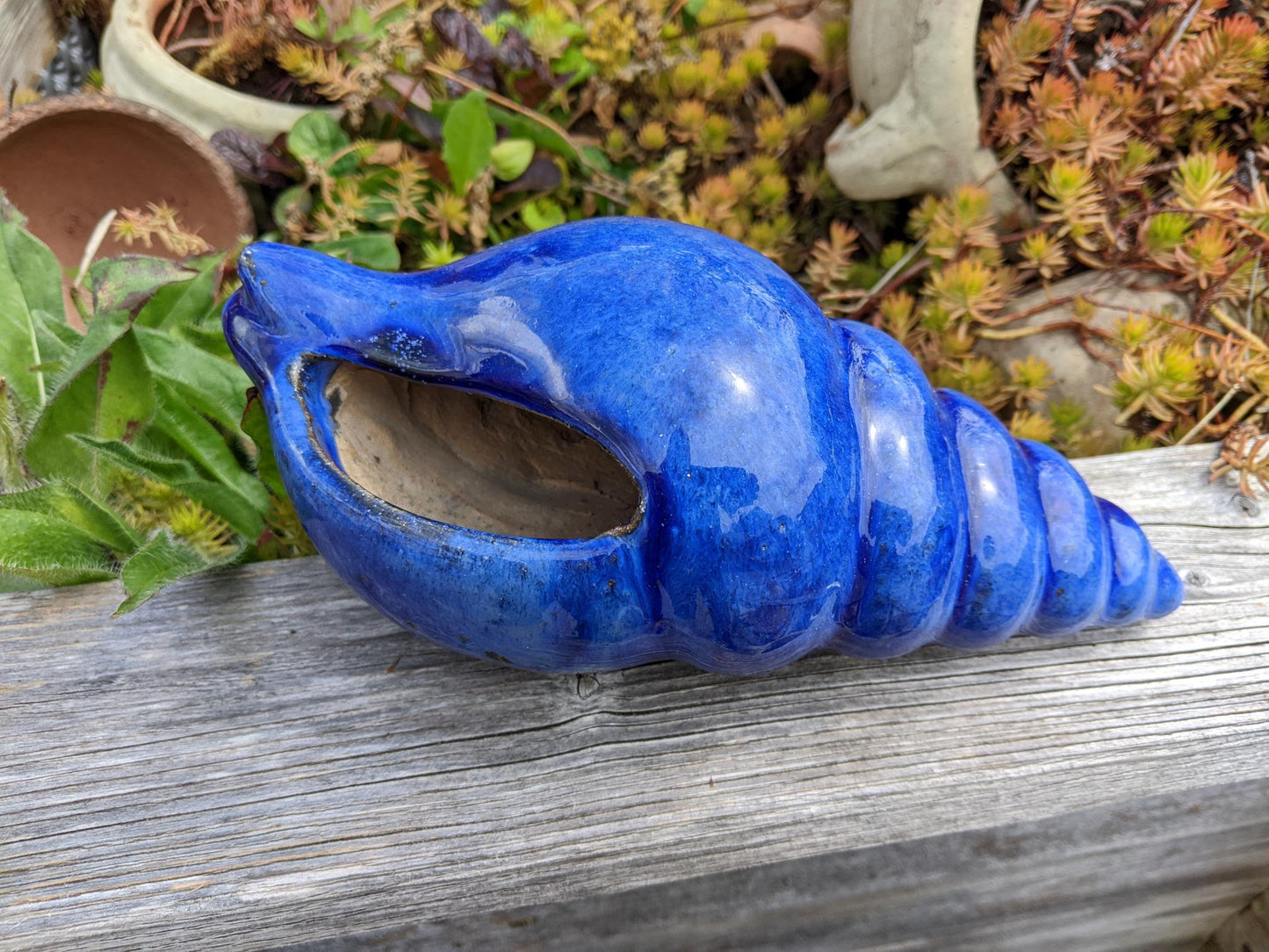 Neu ! Muschel ca. 23 cm lang aus winterfesten Steinzeug aus blau glasierten Steinzeug Meerestier Aquarium Wasser Teich Deko Schnecke