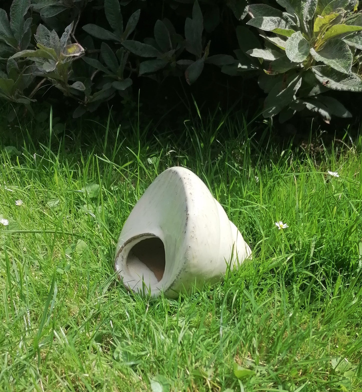 Neu ! Muschel ca. 14 cm breit aus winterfesten Steinzeug aus beige glasierten Steinzeug Meerestier Aquarium Wasser Teich Deko Schnecke Versteck für Fische