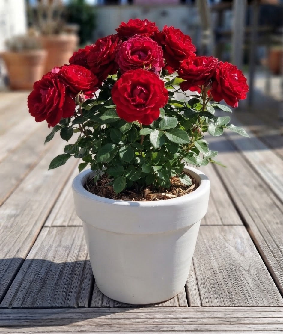 Schöner schlichter großer Blumentopf winterfest weiß glasiert ø ca. 37 cm aus Steinzeug Pflanztopf, Blumenkübel