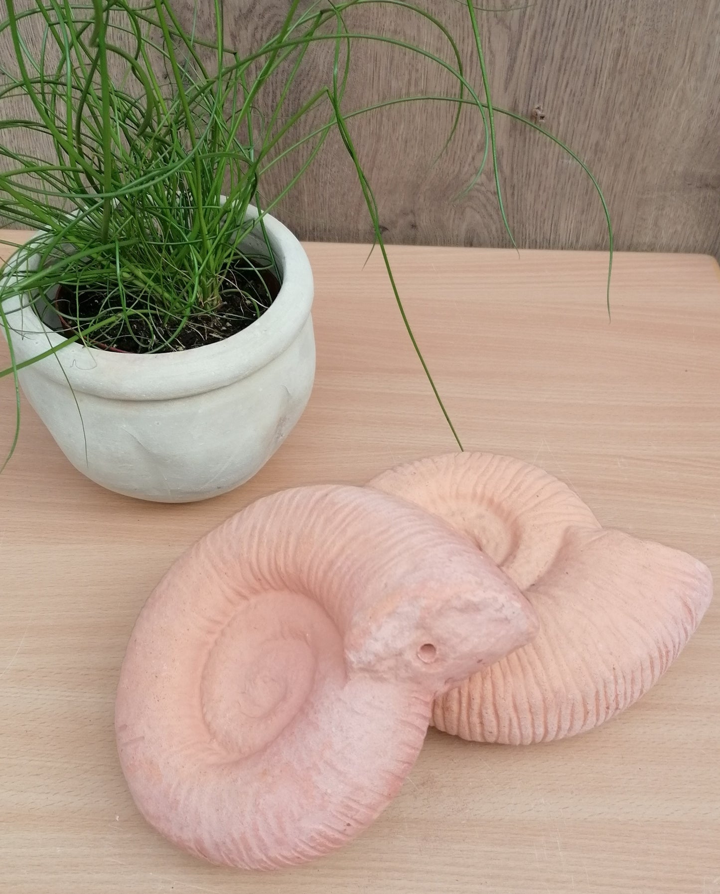NEU !! 2er Set große Ammoniten ø ca. 20 cm aus Terracotta, Fossil, Taxon, Kopffüßer, Meerestiere