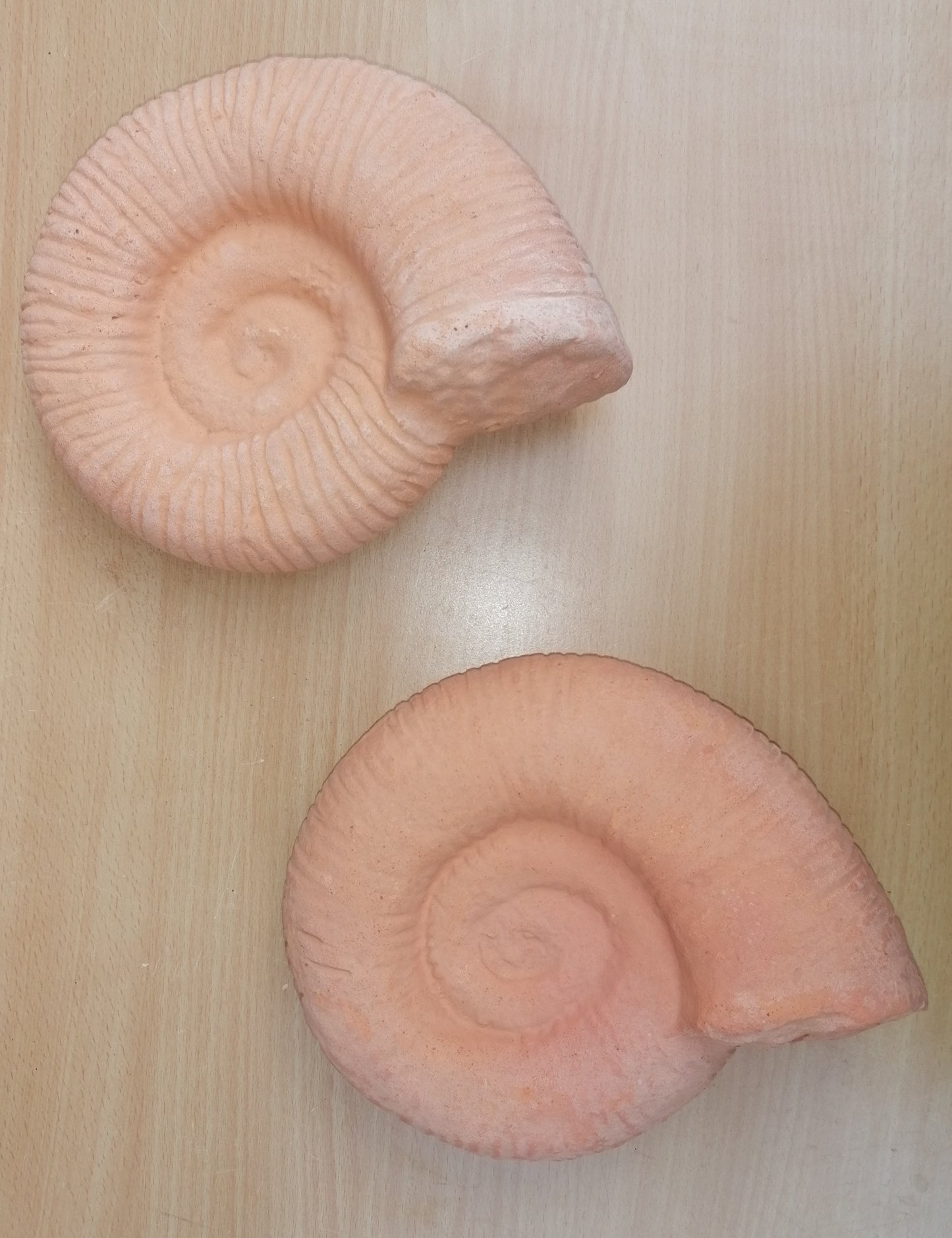 NEU !! 2er Set große Ammoniten ø ca. 20 cm aus Terracotta, Fossil, Taxon, Kopffüßer, Meerestiere