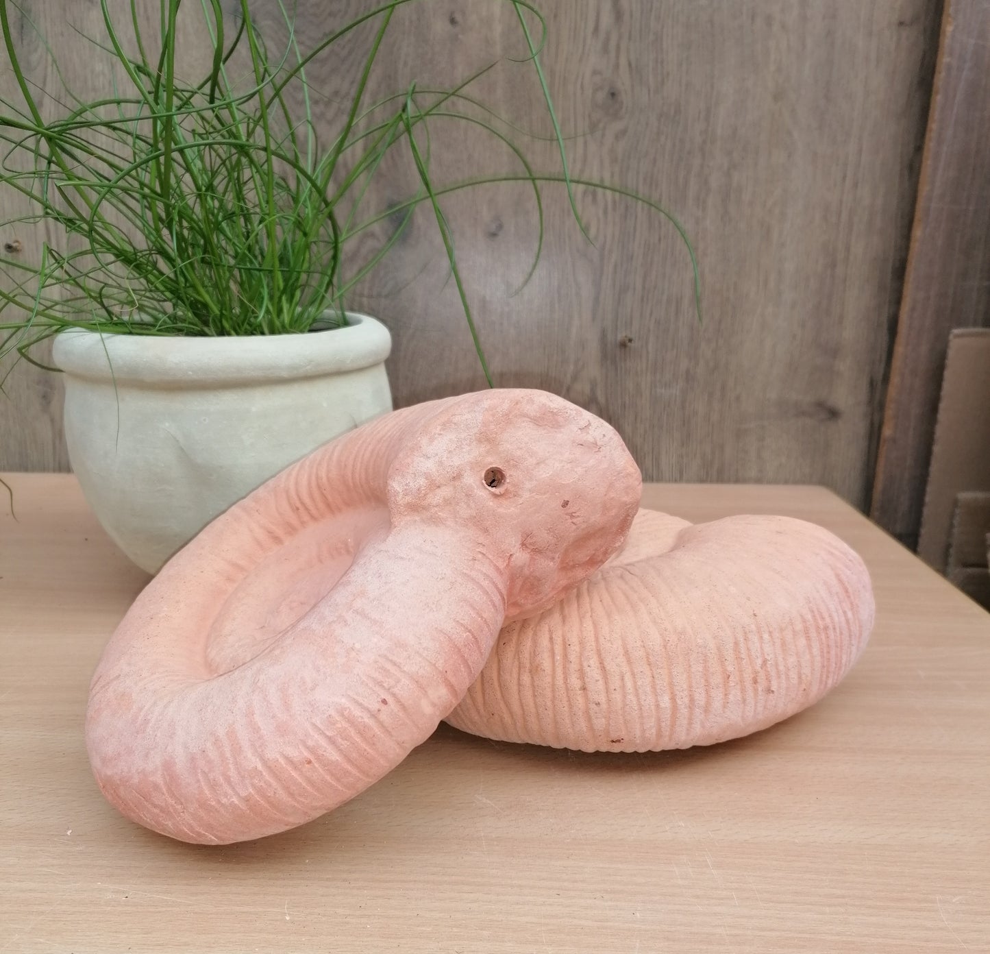 NEU !! 2er Set große Ammoniten ø ca. 20 cm aus Terracotta, Fossil, Taxon, Kopffüßer, Meerestiere