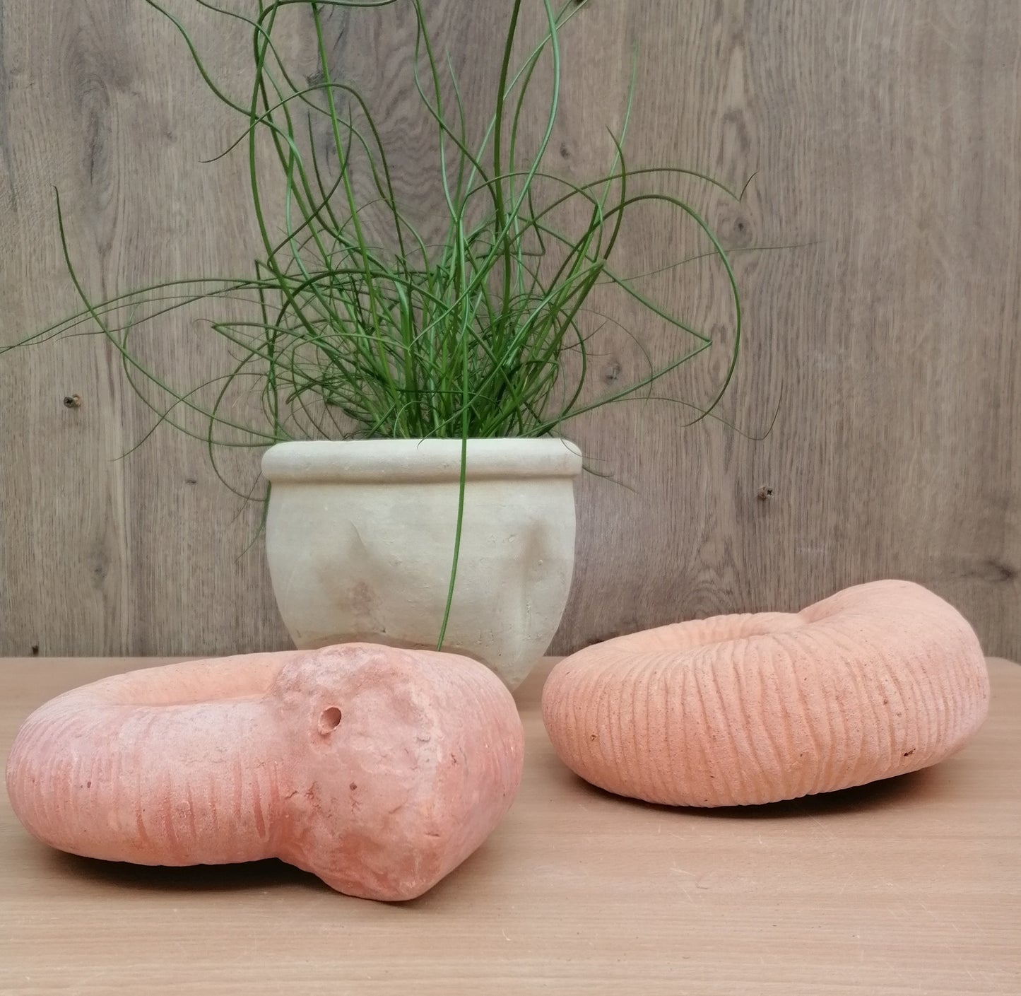 NEU !! 2er Set große Ammoniten ø ca. 20 cm aus Terracotta, Fossil, Taxon, Kopffüßer, Meerestiere