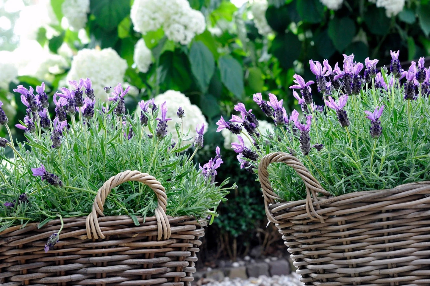 Aktion !! Pflanzkorb Durchmesser ca. 39 cm und ca. 31 cm hoch aus Rattan