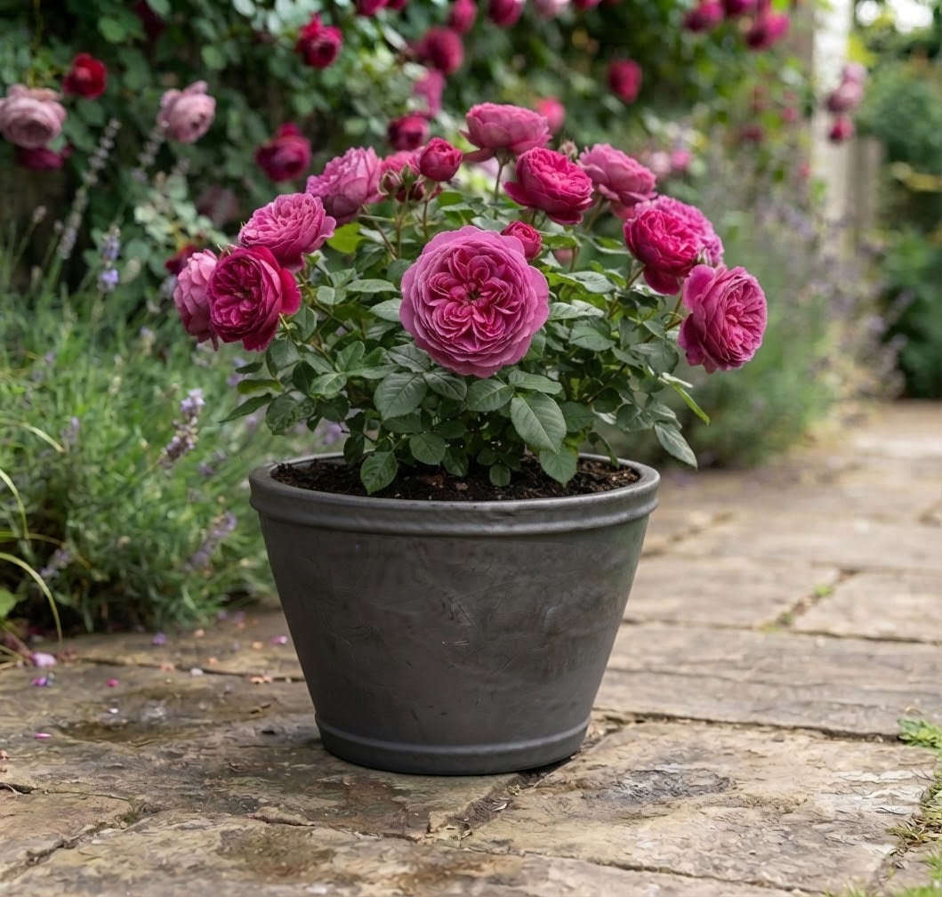 Neu !! 2. Wahl !! Blumentopf winterfest grau / anthrazit matt glasiert  ø ca. 34 cm aus Steinzeug Pflanztopf, Blumenkübel , Übertopf