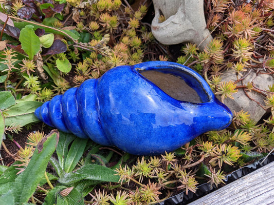 Neu ! Muschel ca. 23 cm lang aus winterfesten Steinzeug aus blau glasierten Steinzeug Meerestier Aquarium Wasser Teich Deko Schnecke