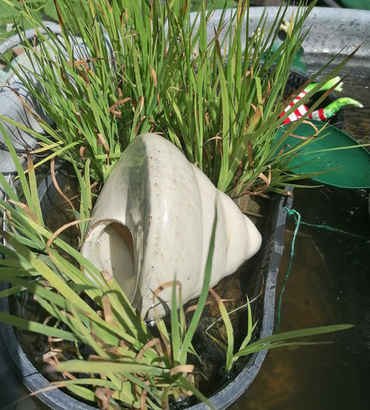 Neu ! Muschel ca. 14 cm breit aus winterfesten Steinzeug aus beige glasierten Steinzeug Meerestier Aquarium Wasser Teich Deko Schnecke Versteck für Fische