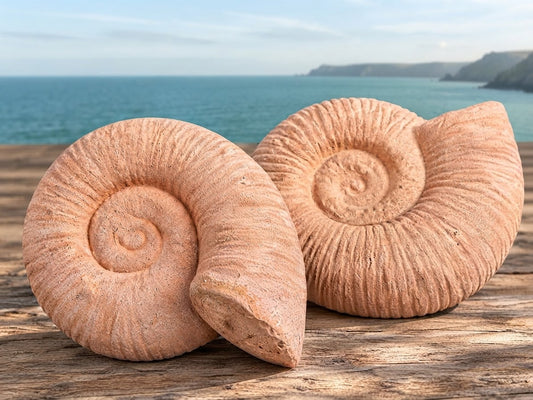NEU !! 2er Set große Ammoniten ø ca. 20 cm aus Terracotta, Fossil, Taxon, Kopffüßer, Meerestiere