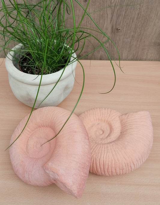 NEU !! 2er Set große Ammoniten ø ca. 20 cm aus Terracotta, Fossil, Taxon, Kopffüßer, Meerestiere